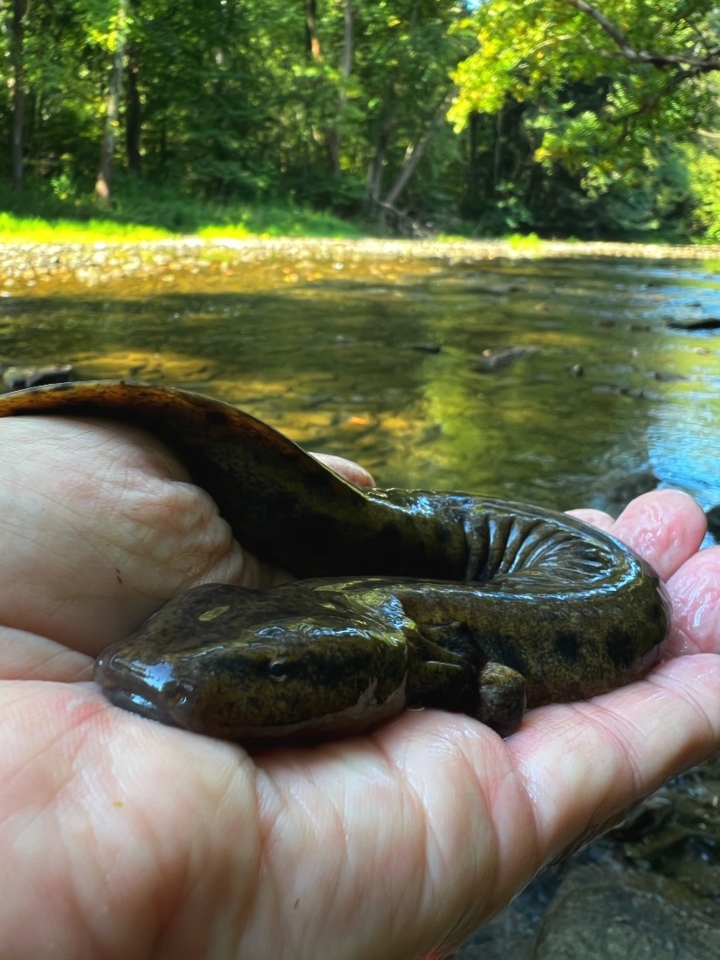 Mudpuppy